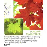 1 Gallon Maple Tree  - $9.99