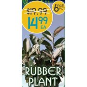 Rubber Plant - $14.99