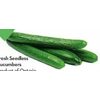 Fresh Cucumbers - 2/$4.00
