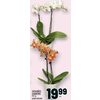 Orchids - $19.99