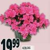 Azaleas - $19.99